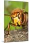 Queen Hornet Defensive Stance-null-Mounted Photographic Print