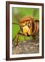 Queen Hornet Defensive Stance-null-Framed Photographic Print