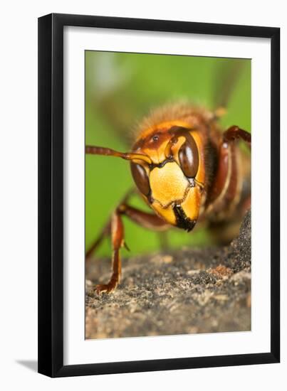 Queen Hornet Defensive Stance-null-Framed Photographic Print
