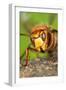 Queen Hornet Defensive Stance-null-Framed Photographic Print