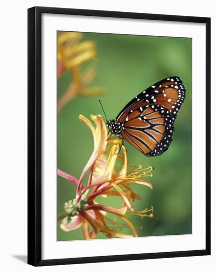 Queen Monarch on Spiderflower in Woodland Park Zoo Rose Garden, Washington, USA-Jamie & Judy Wild-Framed Photographic Print