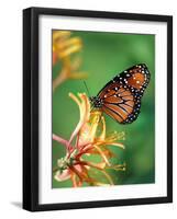 Queen Monarch resting on Spiderflower, Woodland Park Zoo, Washington, USA-Jamie & Judy Wild-Framed Photographic Print