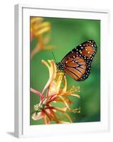 Queen Monarch resting on Spiderflower, Woodland Park Zoo, Washington, USA-Jamie & Judy Wild-Framed Photographic Print