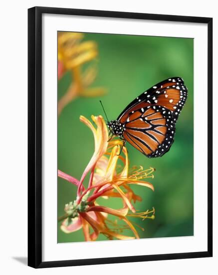 Queen Monarch resting on Spiderflower, Woodland Park Zoo, Washington, USA-Jamie & Judy Wild-Framed Photographic Print