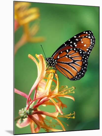 Queen Monarch resting on Spiderflower, Woodland Park Zoo, Washington, USA-Jamie & Judy Wild-Mounted Photographic Print