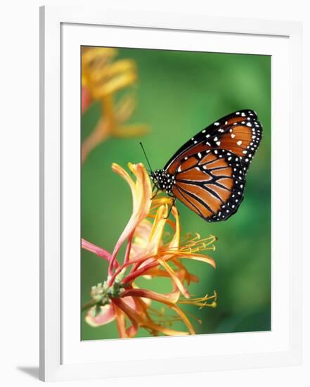 Queen Monarch resting on Spiderflower, Woodland Park Zoo, Washington, USA-Jamie & Judy Wild-Framed Photographic Print