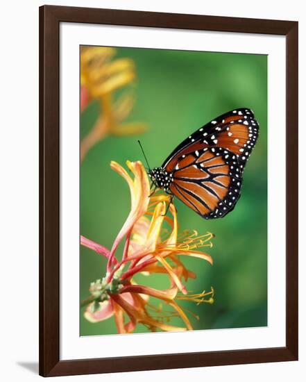 Queen Monarch resting on Spiderflower, Woodland Park Zoo, Washington, USA-Jamie & Judy Wild-Framed Photographic Print