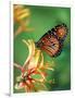 Queen Monarch resting on Spiderflower, Woodland Park Zoo, Washington, USA-Jamie & Judy Wild-Framed Photographic Print