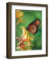 Queen Monarch resting on Spiderflower, Woodland Park Zoo, Washington, USA-Jamie & Judy Wild-Framed Photographic Print