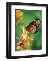 Queen Monarch resting on Spiderflower, Woodland Park Zoo, Washington, USA-Jamie & Judy Wild-Framed Photographic Print