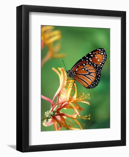 Queen Monarch resting on Spiderflower, Woodland Park Zoo, Washington, USA-Jamie & Judy Wild-Framed Photographic Print