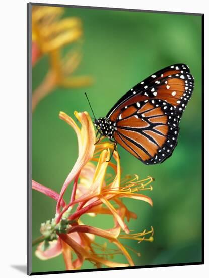 Queen Monarch resting on Spiderflower, Woodland Park Zoo, Washington, USA-Jamie & Judy Wild-Mounted Photographic Print