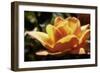 Queen of Flowers I-Alan Hausenflock-Framed Photographic Print