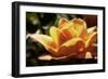 Queen of Flowers I-Alan Hausenflock-Framed Photographic Print