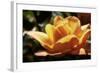 Queen of Flowers I-Alan Hausenflock-Framed Photographic Print