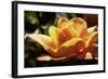 Queen of Flowers I-Alan Hausenflock-Framed Photographic Print