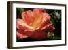 Queen of Flowers II-Alan Hausenflock-Framed Photographic Print