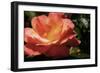 Queen of Flowers II-Alan Hausenflock-Framed Photographic Print