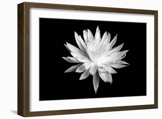 Queen of the Night BW I-Douglas Taylor-Framed Art Print