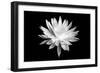 Queen of the Night BW I-Douglas Taylor-Framed Art Print