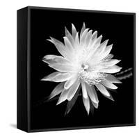 Queen of the Night BW II-Douglas Taylor-Framed Stretched Canvas