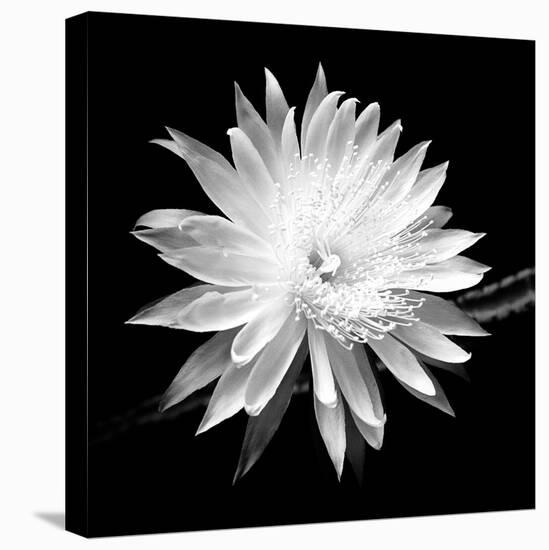 Queen of the Night BW II-Douglas Taylor-Stretched Canvas