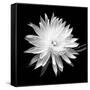 Queen of the Night BW II-Douglas Taylor-Framed Stretched Canvas