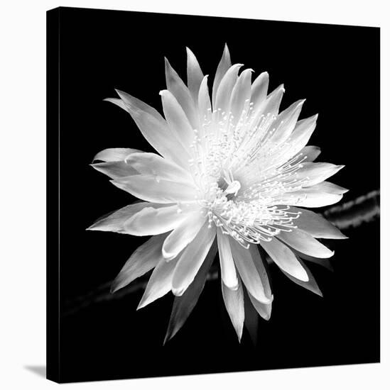 Queen of the Night BW II-Douglas Taylor-Stretched Canvas