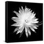 Queen of the Night BW II-Douglas Taylor-Framed Stretched Canvas