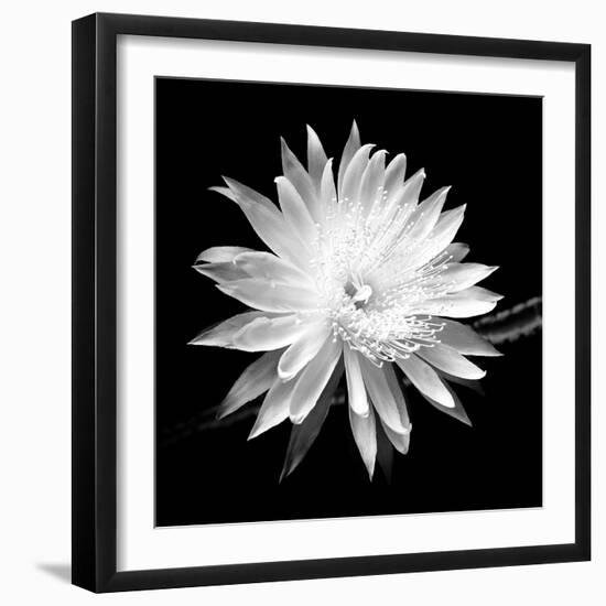 Queen of the Night BW II-Douglas Taylor-Framed Premium Photographic Print