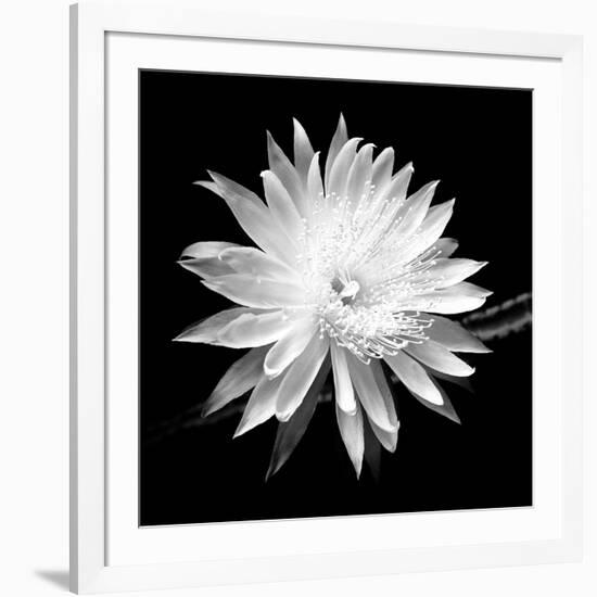 Queen of the Night BW II-Douglas Taylor-Framed Photographic Print