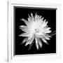 Queen of the Night BW II-Douglas Taylor-Framed Photographic Print