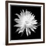 Queen of the Night BW II-Douglas Taylor-Framed Photographic Print