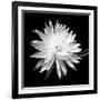 Queen of the Night BW II-Douglas Taylor-Framed Photographic Print