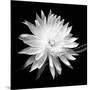 Queen of the Night BW II-Douglas Taylor-Mounted Photographic Print