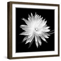 Queen of the Night BW II-Douglas Taylor-Framed Photographic Print