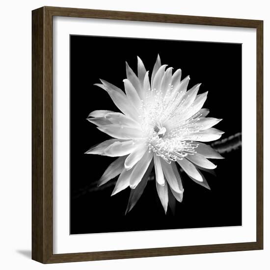 Queen of the Night BW II-Douglas Taylor-Framed Photographic Print