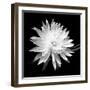 Queen of the Night BW II-Douglas Taylor-Framed Photographic Print