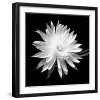 Queen of the Night BW II-Douglas Taylor-Framed Photographic Print