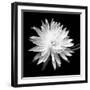 Queen of the Night BW II-Douglas Taylor-Framed Photographic Print