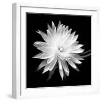 Queen of the Night BW II-Douglas Taylor-Framed Photographic Print