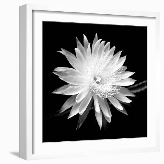 Queen of the Night BW II-Douglas Taylor-Framed Photographic Print