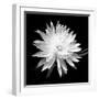 Queen of the Night BW II-Douglas Taylor-Framed Photographic Print