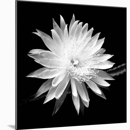 Queen of the Night BW II-Douglas Taylor-Mounted Photographic Print