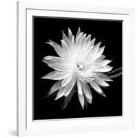 Queen of the Night BW II-Douglas Taylor-Framed Photographic Print