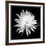 Queen of the Night BW II-Douglas Taylor-Framed Photographic Print