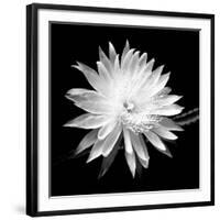 Queen of the Night BW II-Douglas Taylor-Framed Photographic Print