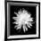 Queen of the Night BW II-Douglas Taylor-Framed Photographic Print