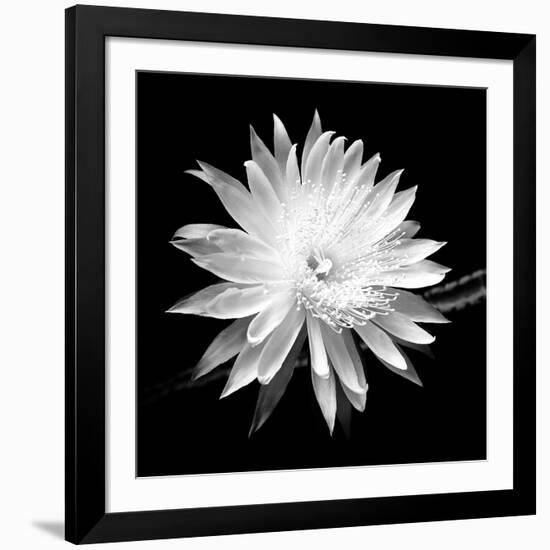 Queen of the Night BW II-Douglas Taylor-Framed Photographic Print