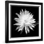 Queen of the Night BW II-Douglas Taylor-Framed Photographic Print